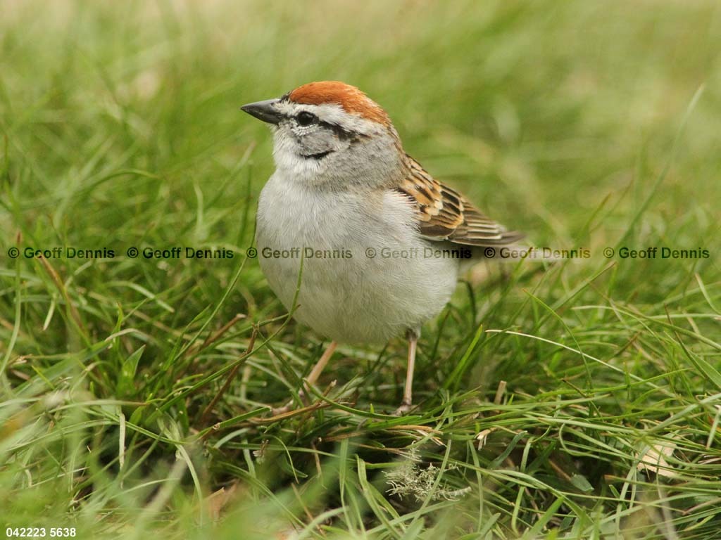 CHSP-CC_Chipping-Sparrow