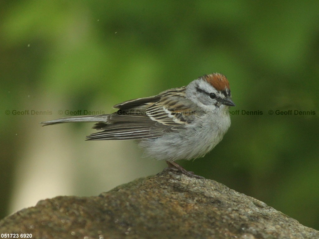 CHSP-CD_Chipping-Sparrow