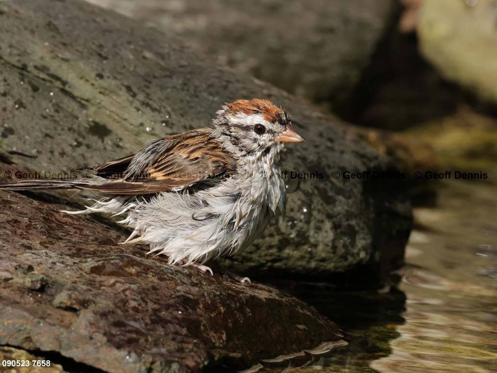 CHSP-CE_Chipping-Sparrow
