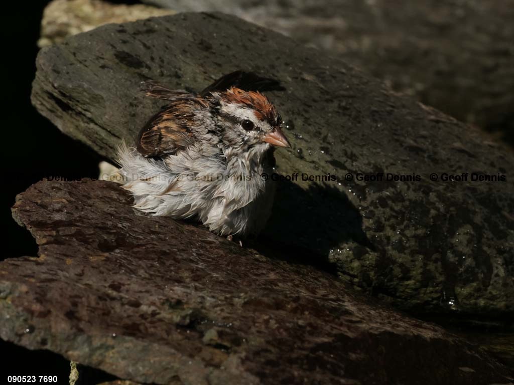 CHSP-CF_Chipping-Sparrow