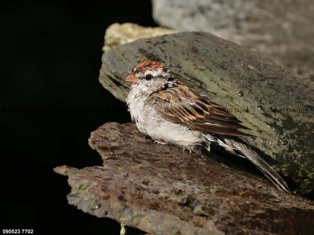 CHSP-CG_Chipping-Sparrow