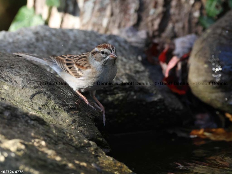 CHSP-CH_Chipping-Sparrow