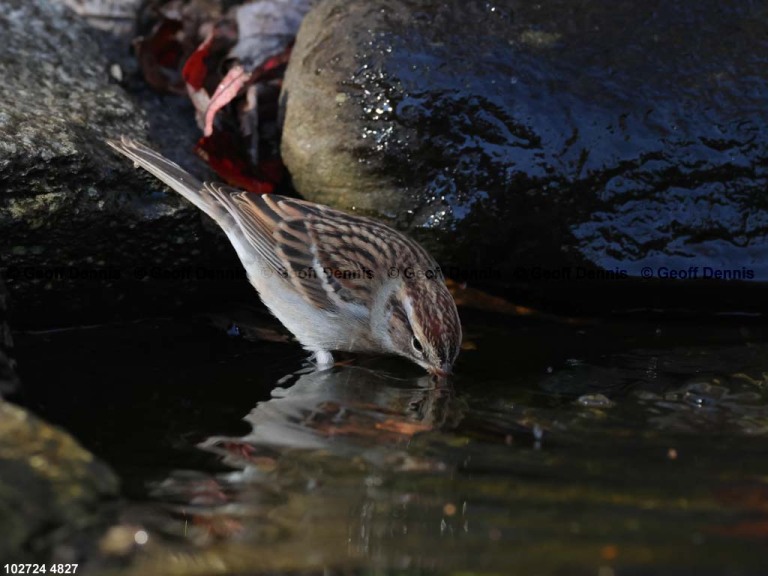 CHSP-CI_Chipping-Sparrow