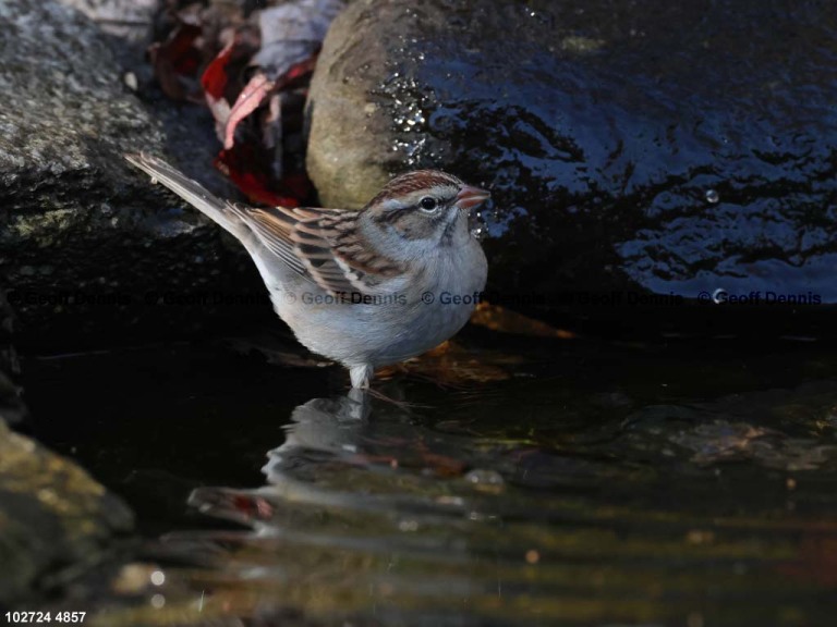 CHSP-CJ_Chipping-Sparrow