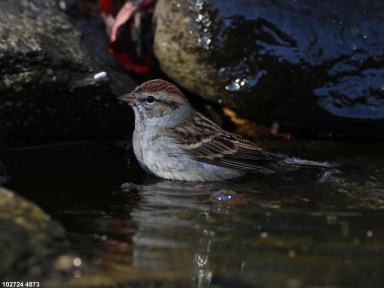 CHSP-CK_Chipping-Sparrow