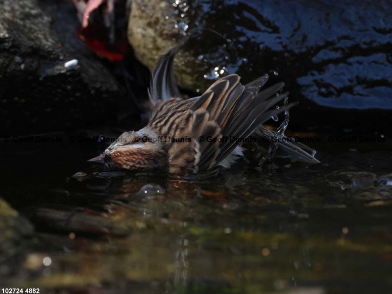 CHSP-CL_Chipping-Sparrow