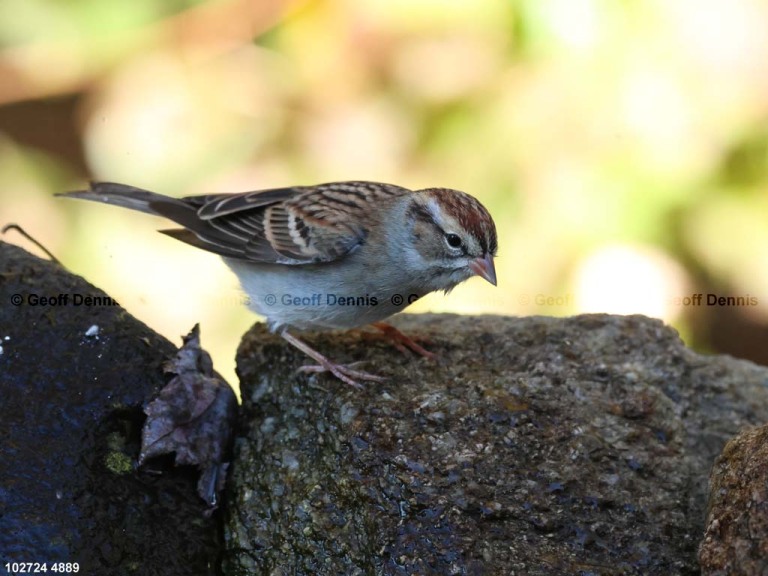 CHSP-CM_Chipping-Sparrow