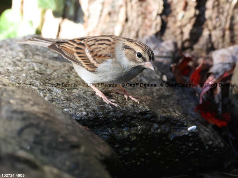 CHSP-CN_Chipping-Sparrow