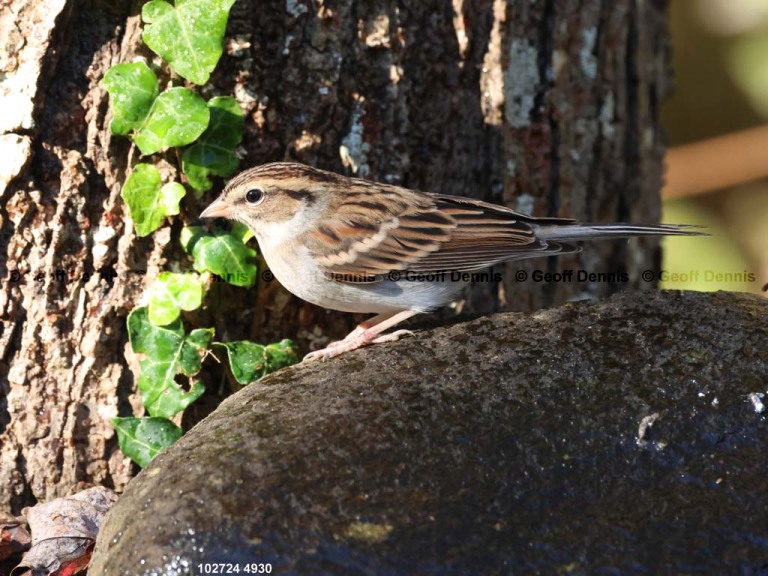 CHSP-CO_Chipping-Sparrow