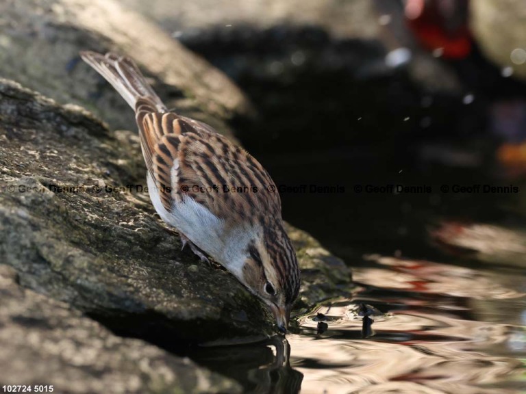 CHSP-CP_Chipping-Sparrow