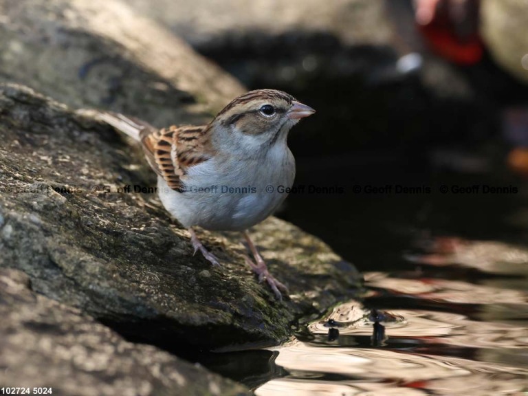 CHSP-CQ_Chipping-Sparrow