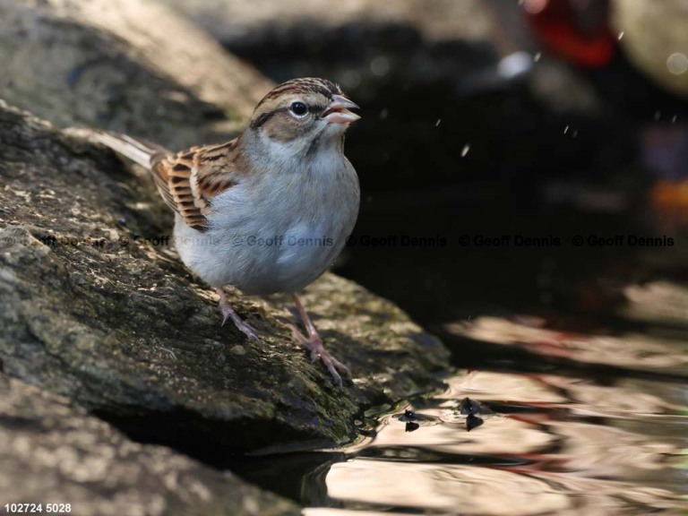 CHSP-CR_Chipping-Sparrow