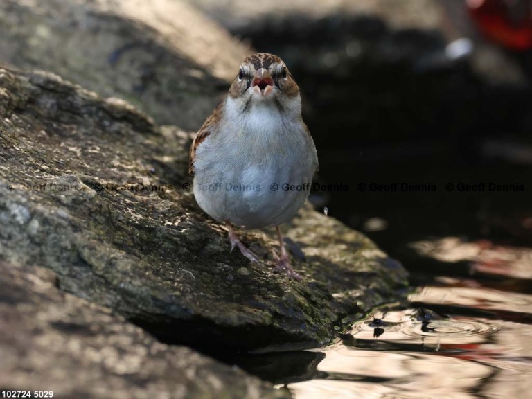 CHSP-CS_Chipping-Sparrow