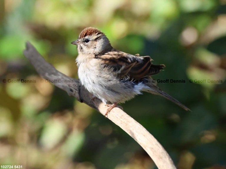 CHSP-CT_Chipping-Sparrow