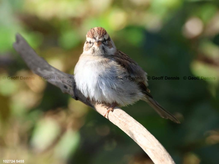 CHSP-CU_Chipping-Sparrow