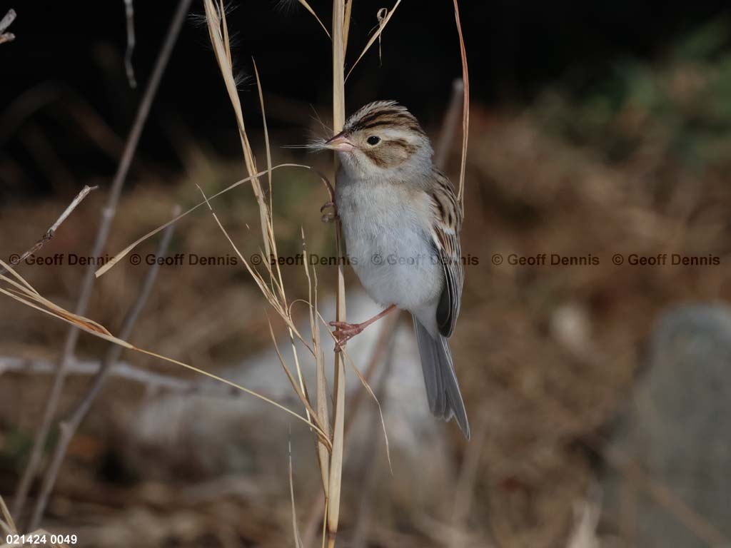 CCSP-AN_Clay-colored-Sparrow