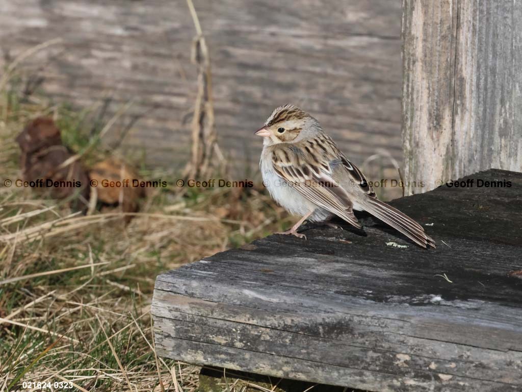 CCSP-BB_Clay-colored-Sparrow