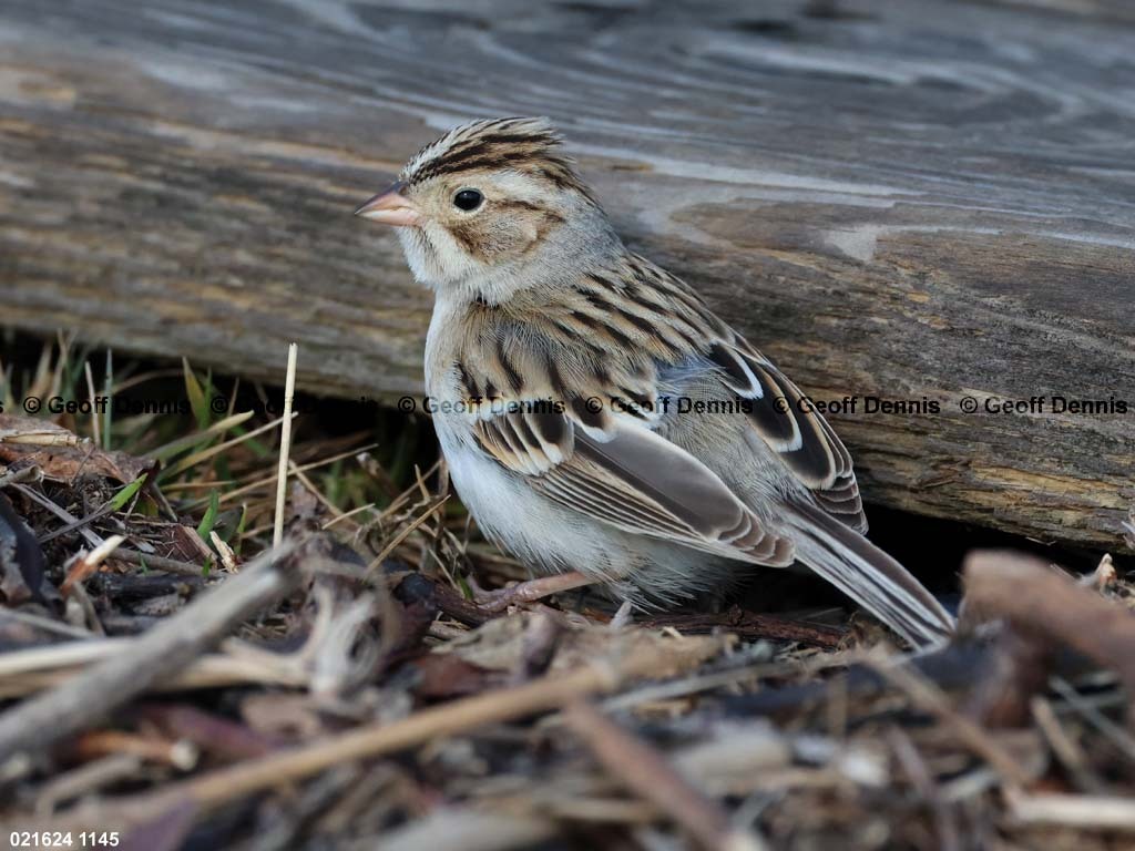 CCSP-BD_Clay-colored-Sparrow