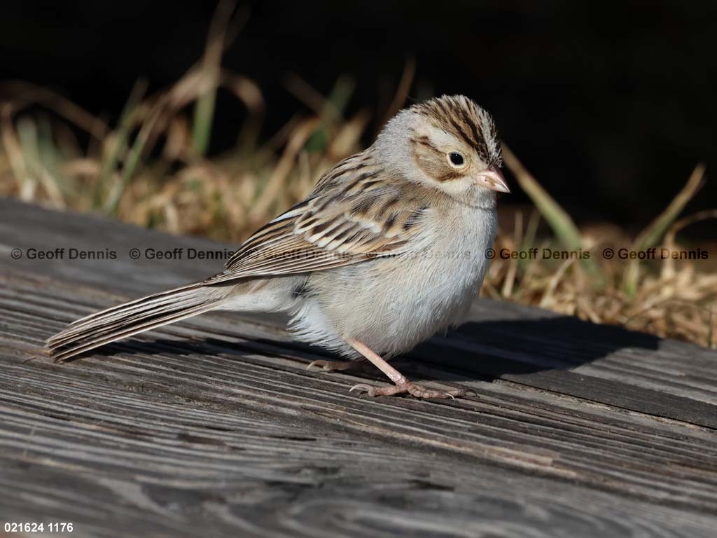CCSP-BE_Clay-colored-Sparrow