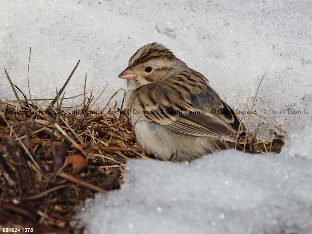 CCSP-BH_Clay-colored-Sparrow