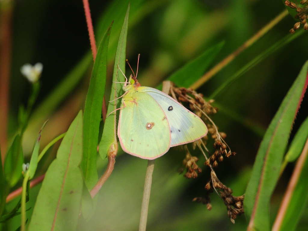 Clouded-Sulphur-AA