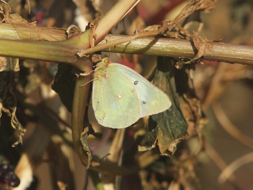 Clouded-Sulphur-AB