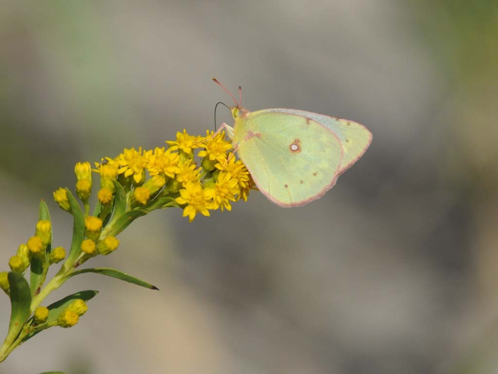 Clouded-Sulphur-AC