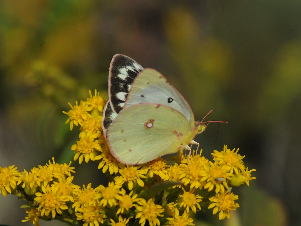 Clouded-Sulphur-AD