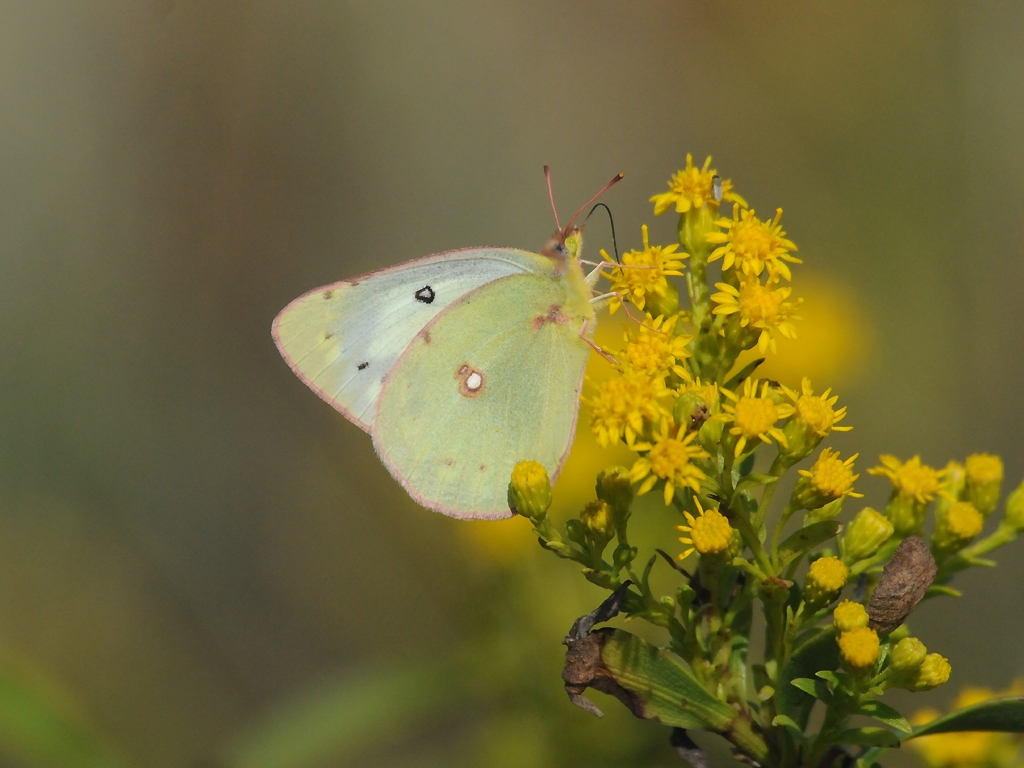 Clouded-Sulphur-AE