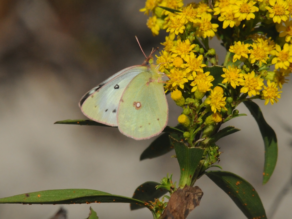 Clouded-Sulphur-AF