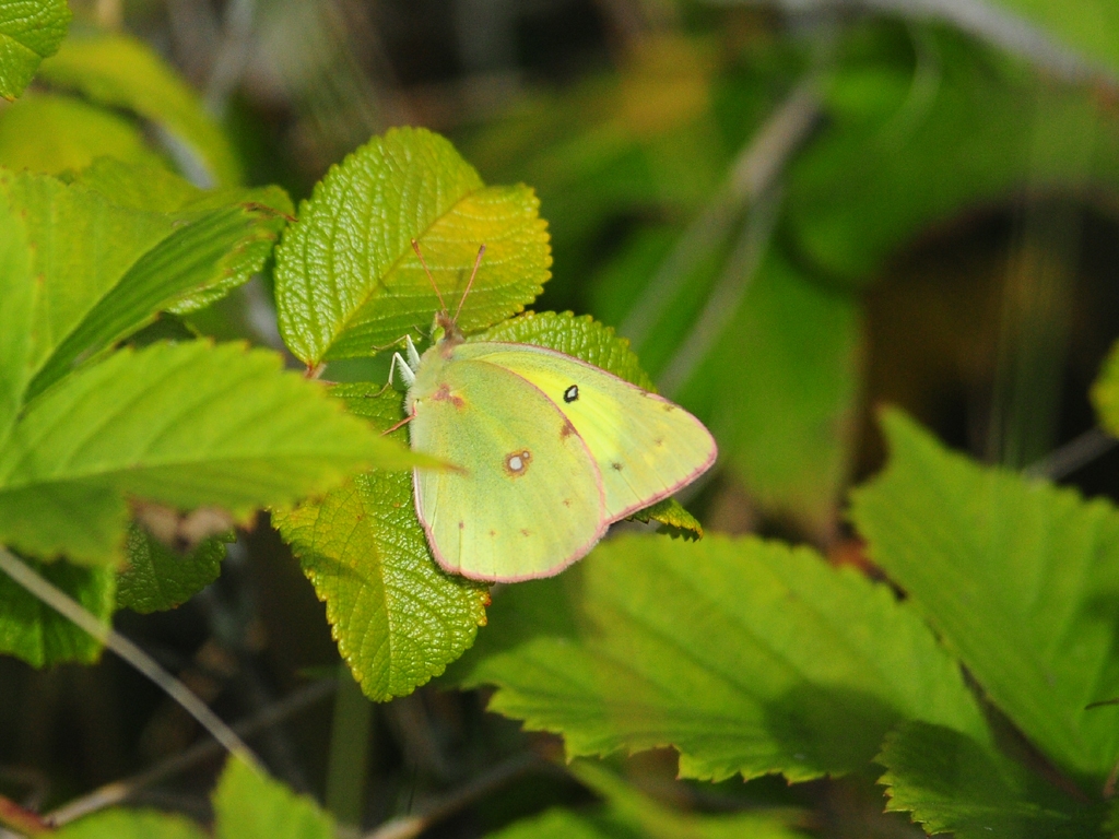 Clouded-Sulphur-AG