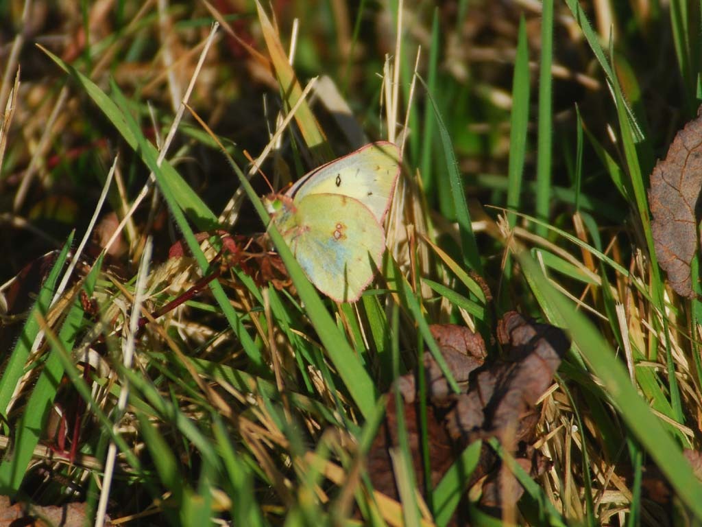 Clouded-Sulphur-AH