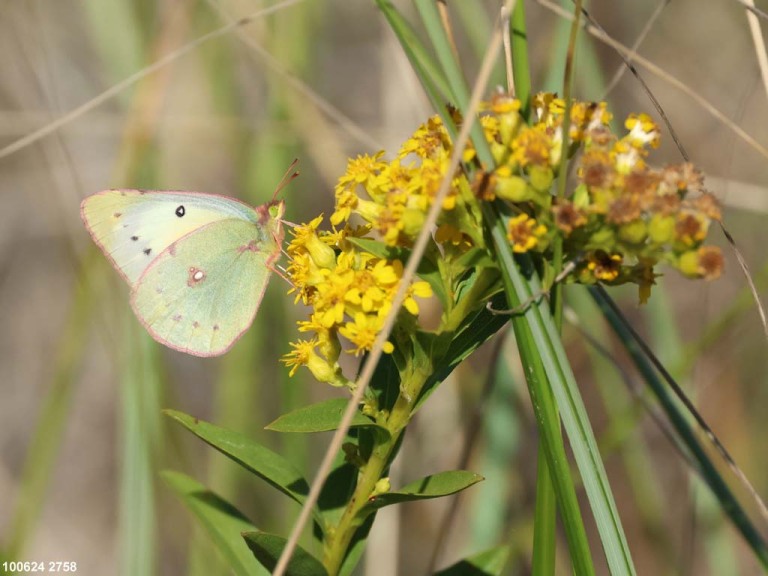 Clouded-Sulphur-AI