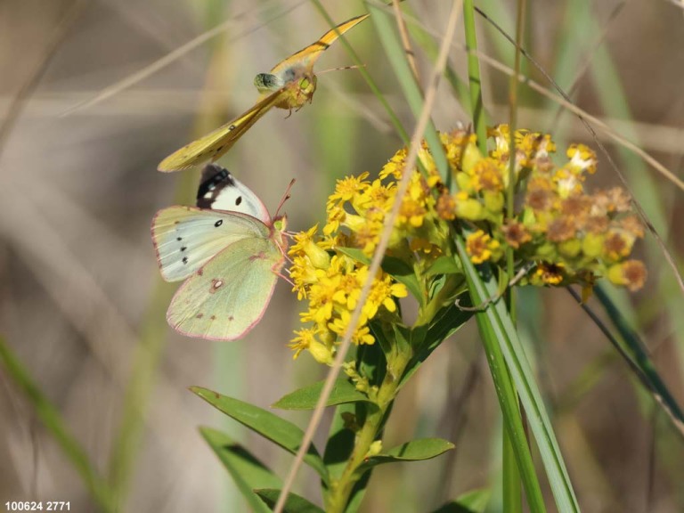 Clouded-Sulphur-AJ