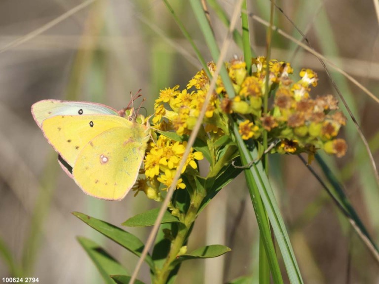 Clouded-Sulphur-AK