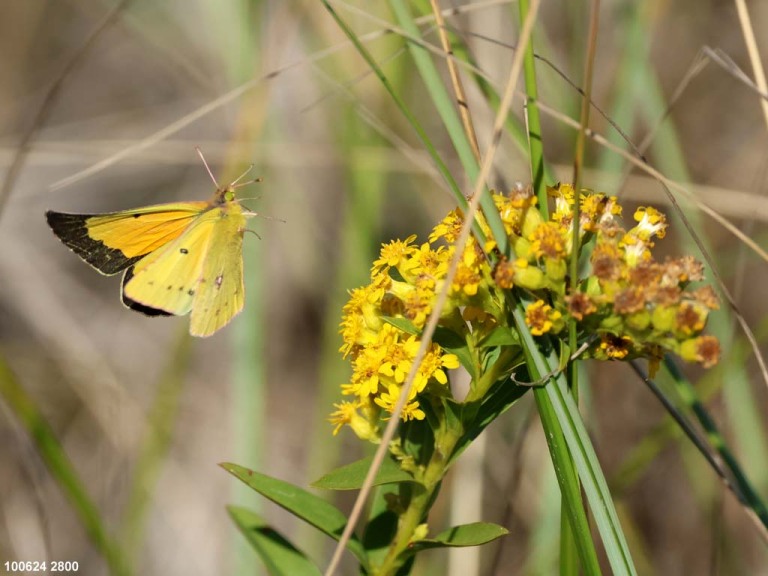 Clouded-Sulphur-AL