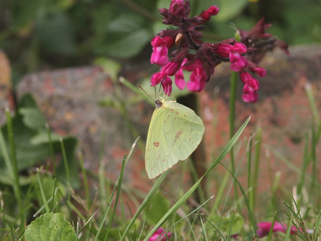Cloudless-Sulphur-AA