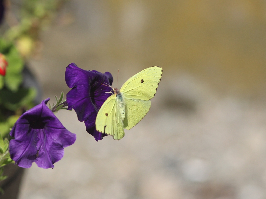 Cloudless-Sulphur-AB