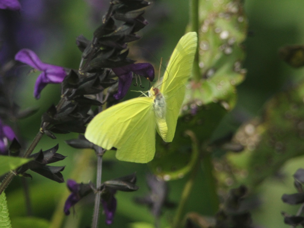 Cloudless-Sulphur-AC