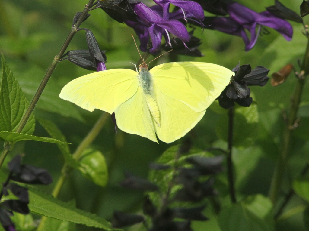 Cloudless-Sulphur-AD