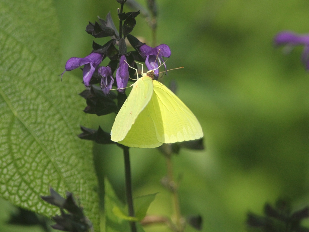 Cloudless-Sulphur-AE