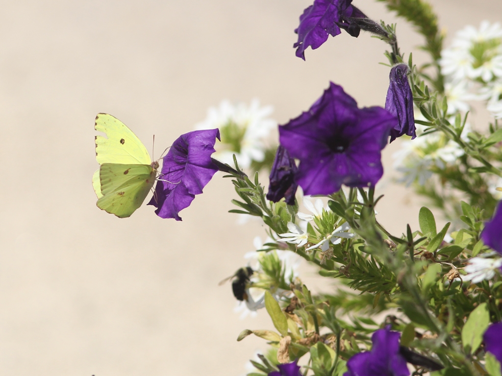 Cloudless-Sulphur-AF