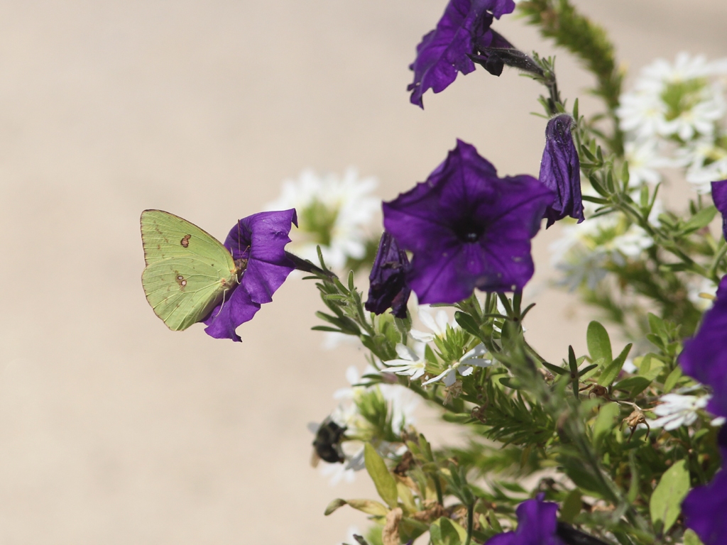 Cloudless-Sulphur-AG