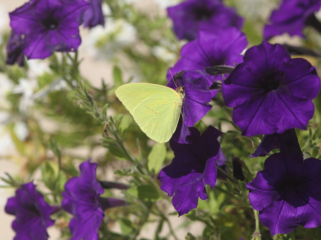Cloudless-Sulphur-AH