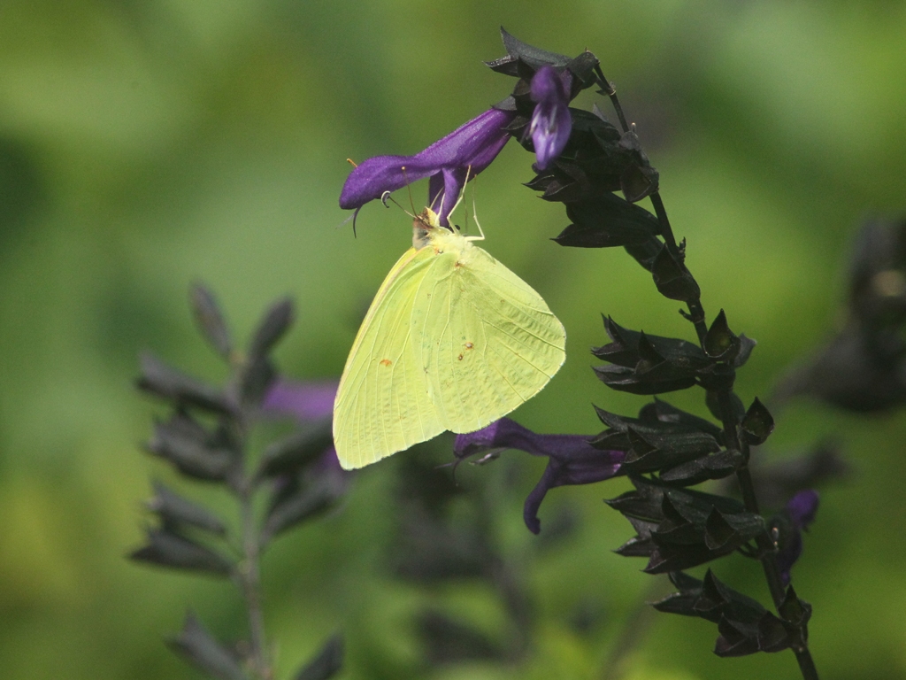 Cloudless-Sulphur-AI