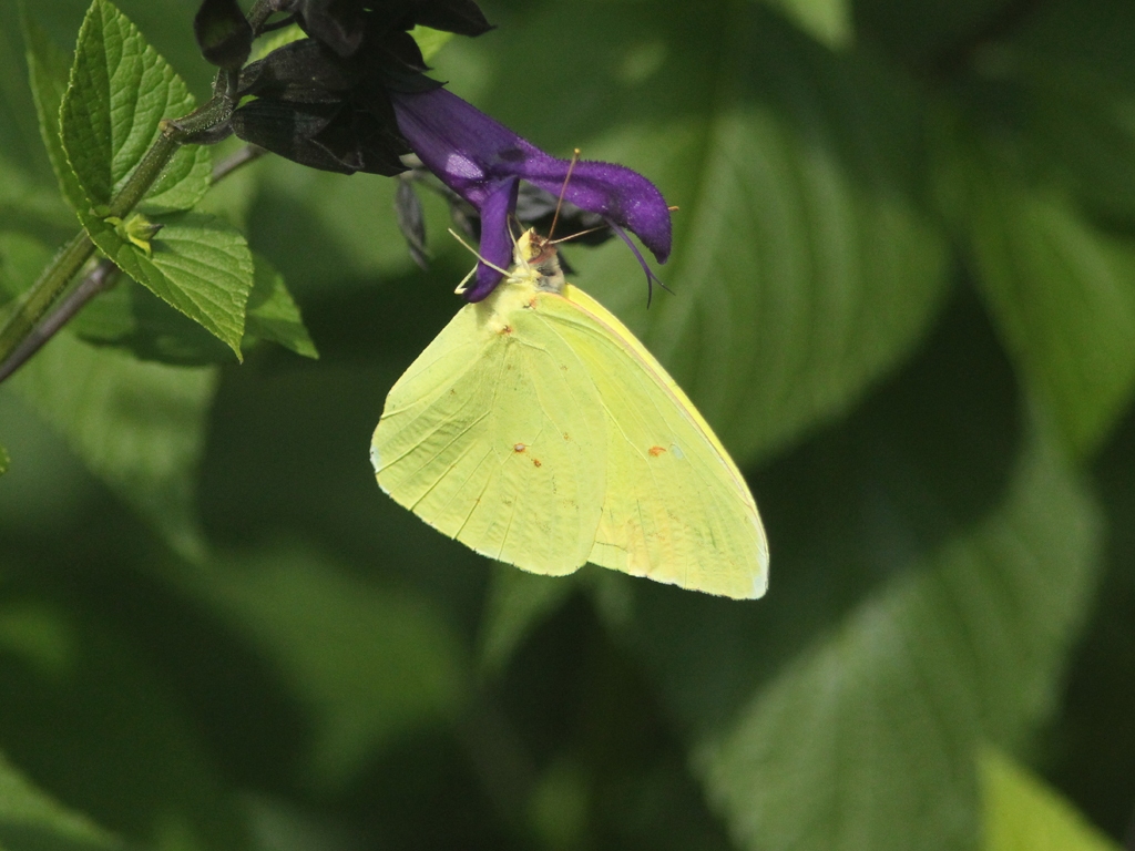 Cloudless-Sulphur-AJ