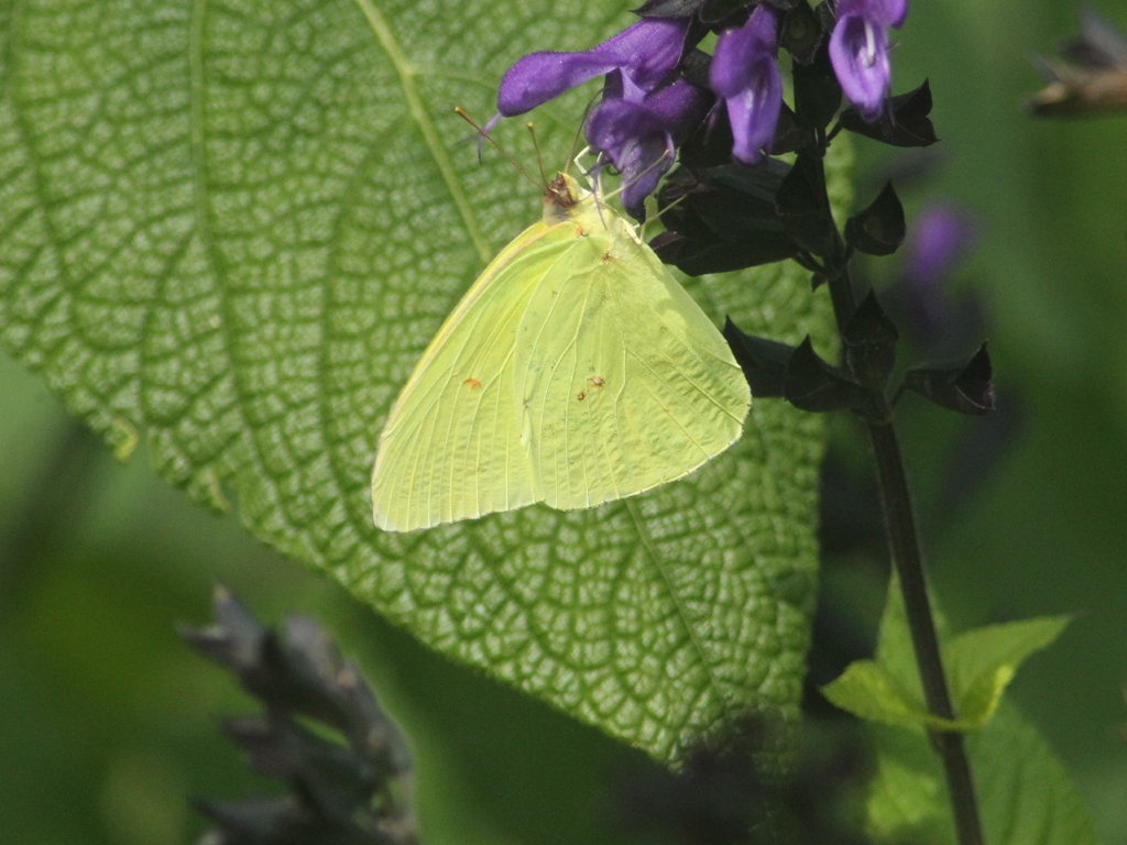Cloudless-Sulphur-AK