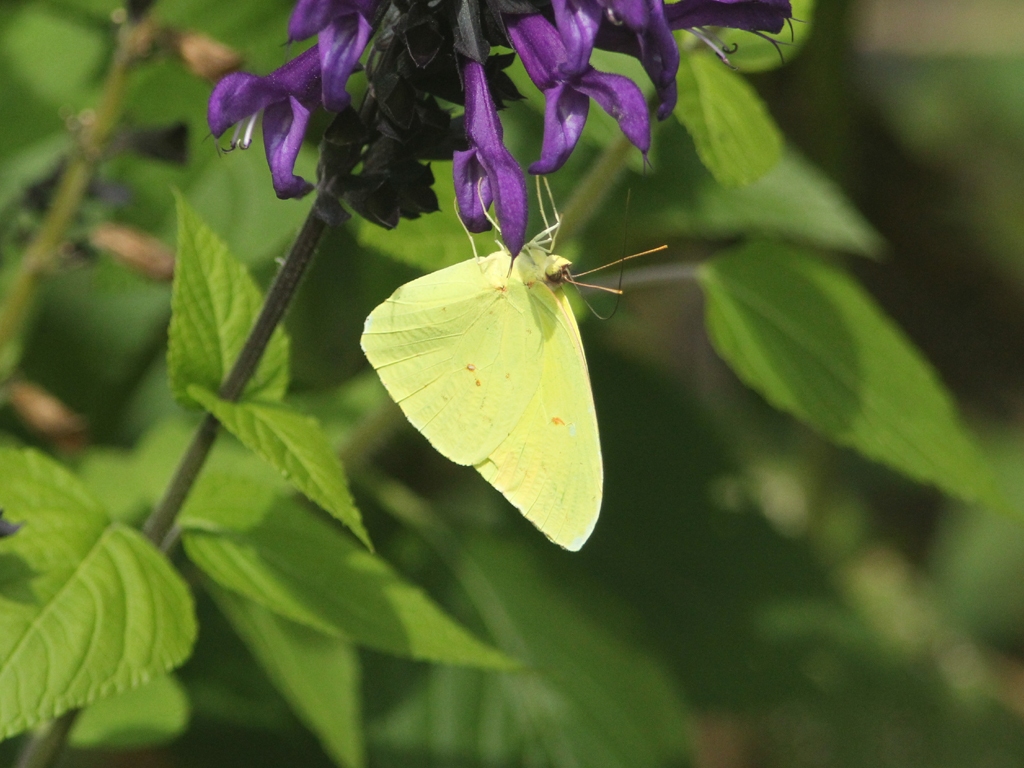 Cloudless-Sulphur-AL