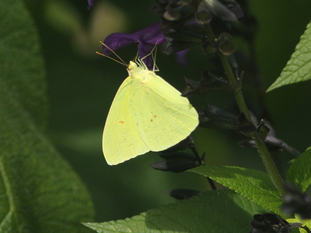 Cloudless-Sulphur-AM