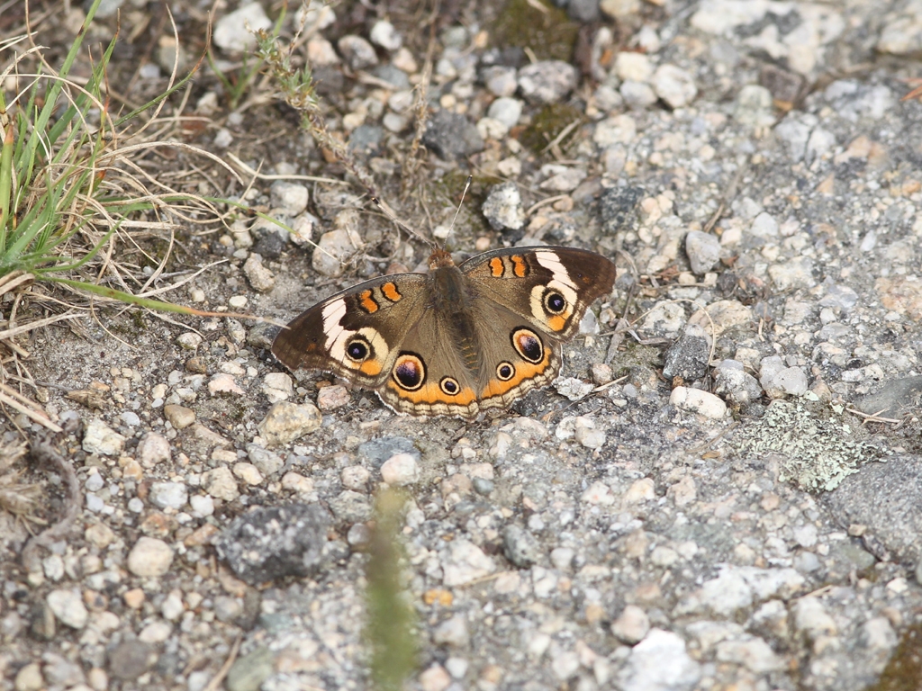 Common-Buckeye-AA